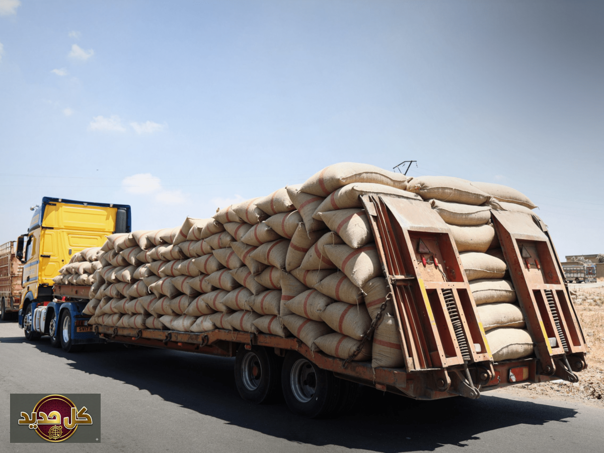 إنتاج القمح الحسكة يقترب من 1.2 مليون طن: تعزيز للأمن الغذائي والاقتصاد المحلي
