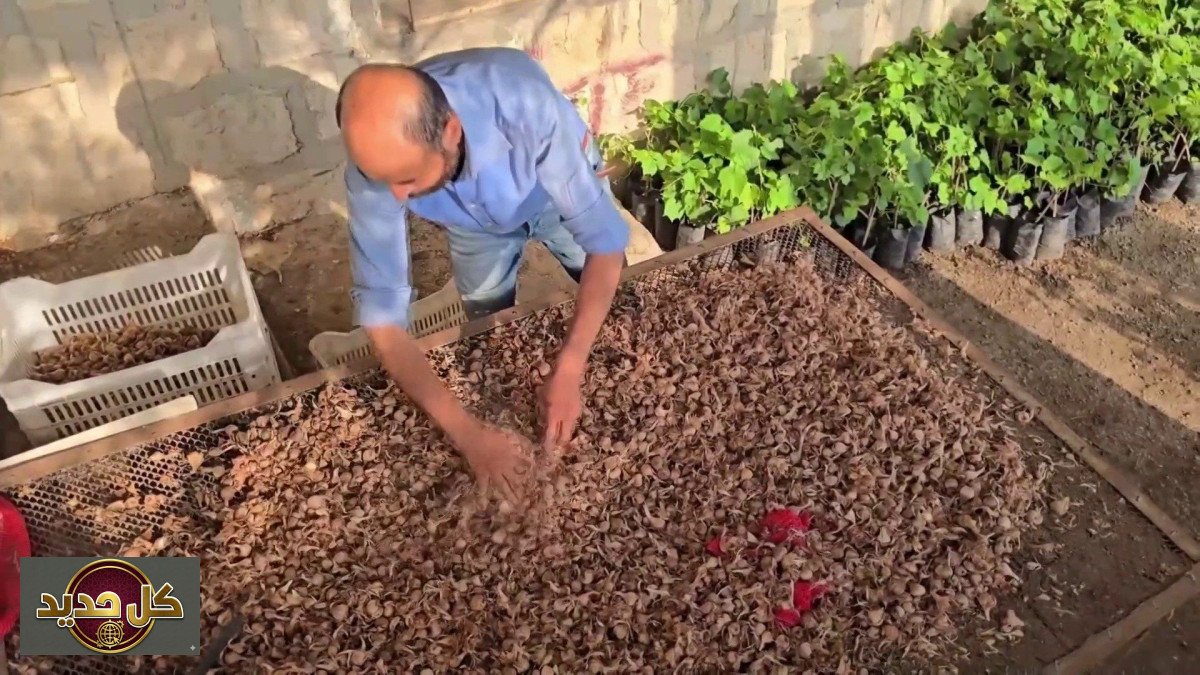 زراعة الزعفران في طرطوس: “الذهب الأحمر” يصارع تحديات الإنتاج والتسويق