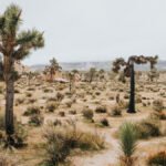 صراعات الساحل الأفريقي: كيف يعيد الجفاف رسم خريطة النزاع؟